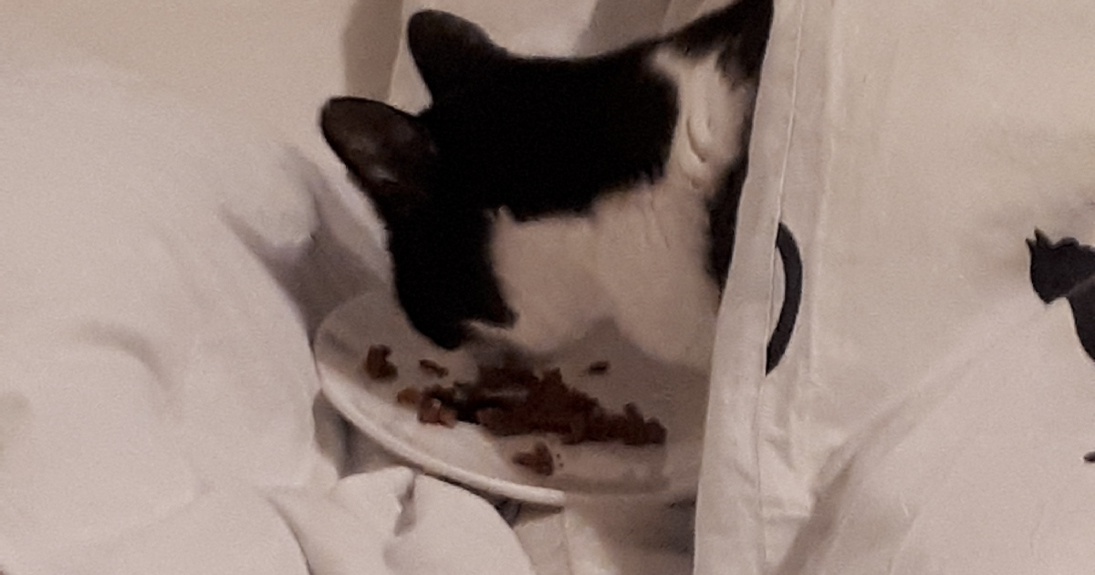 Umstellung auf Nassfutter Tipps und Tricks • Herzenskatzen Katzenblog Umstellung auf Nassfutter Tipps und Tricks • Herzenskatzen Katzenblog