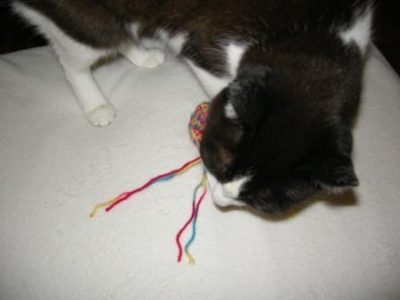 Katze spielt mit unfertiger Knistermaus