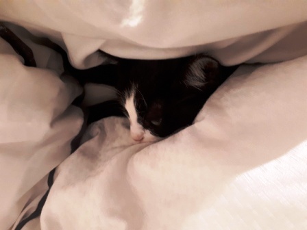 kranke Katze im Bett