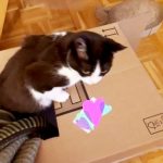 XXL-Schachtel mit Gucklöchern als Katzenspielzeug